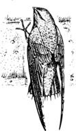 Beautiful Black and white drawing of the bird clipart