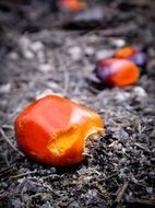 Palm oil plant
