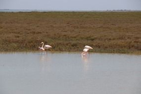 pink flamingos in wildlife