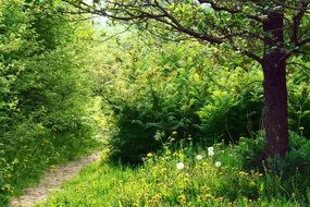 path sunlight forest