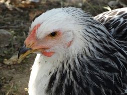 gray chicken with a white head