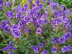 Purple pixie in nature