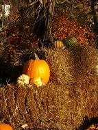 Pumpkins on Halloween in autumn