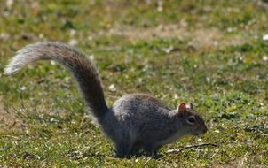 squirrel in Park Druid Hill