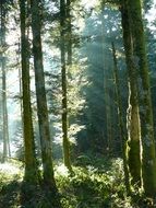 trees on the edge of the forest