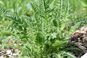 Green poppy plant leaves