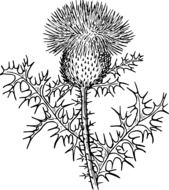 clipart of the thistle plant