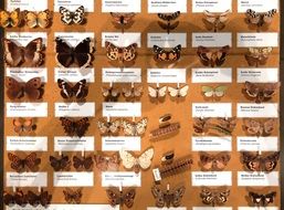 butterfly wall collection