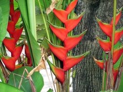 red blooming heliconia close-up