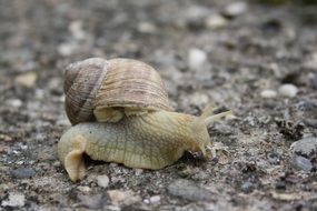 closeup picture of striking snail on a stone