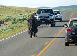 bison on a highway in wyoming