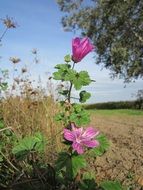 violet malva sylvestris sunny close-up