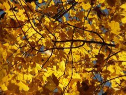 Mountain maple in autumn