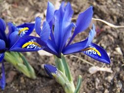 blue schwertliliengewaechs