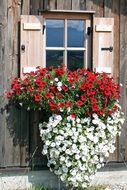 window with decorative petunia flowers