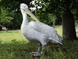 A white pelican stands near a tree