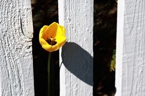 yellow tulip near a wooden fence