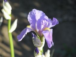 blue iris on a blurred background