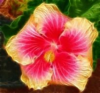 Beautiful red, pink and yellow hibiscus flower in the garden
