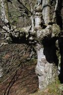 old oak in the forest in autumn