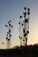 silhouettes of dried flowers