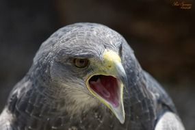 bird of prey with an open beak