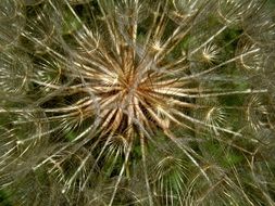 dandelion snowflake