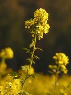 close-up picture of oilseed rape flower