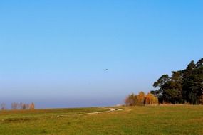 bird adler freedom landscape