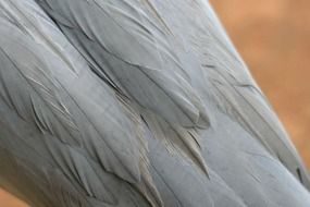 gentle and cute grey feathers