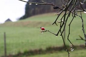 raindrops on dogrose branches