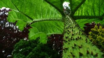 spiny trunk of the green tree
