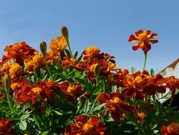 gentle and cute marigold flower