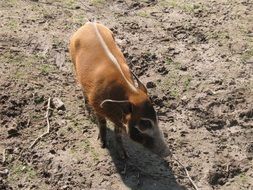 brush ear pig on ground