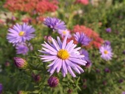 beautiful aster flowers in a garden