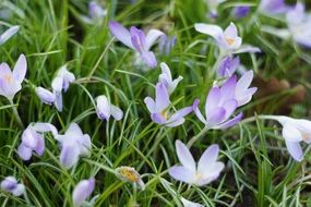 flowering crocus field