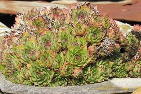 saxifrage or grass-break