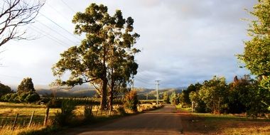 trees and bushes near the field