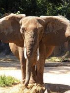 elephant with big ears in Africa