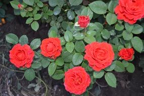 bright fiery flowers of a rose on a bush