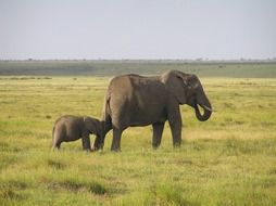 african elephant with a baby