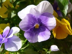 bright Pansies in bloom