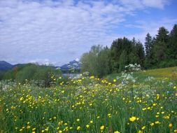 gentle and cute flower meadow