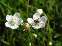 white anemones in wild