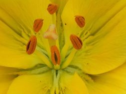 yellow blossom flower petal macro shot