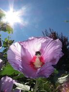 pink hibiscus flower under the sun