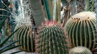 cacti of different types