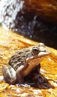 frog sitting in the sun
