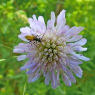 Macro photo of the insect on the flower