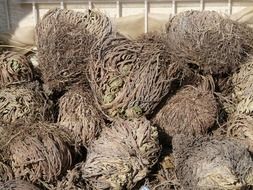 rose of jericho dry